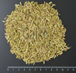 Fenchel 100g